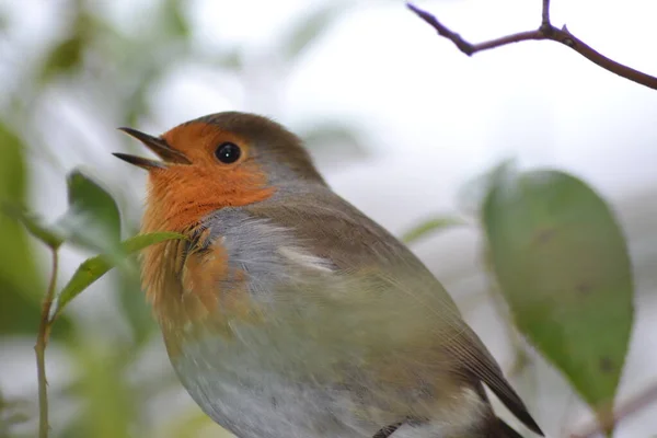 Den Söta Lilla Robin — Stockfoto