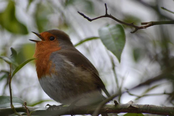 Den Söta Lilla Robin — Stockfoto