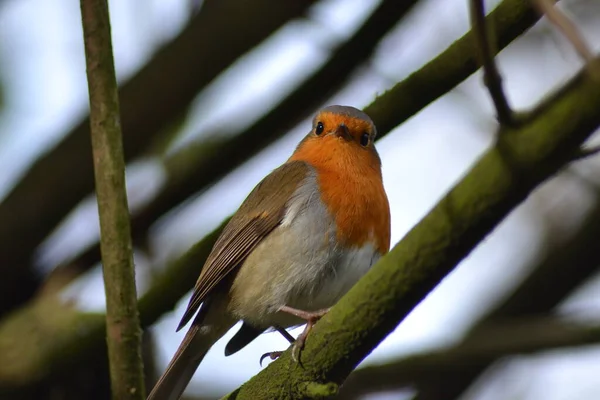 Den Söta Lilla Robin — Stockfoto