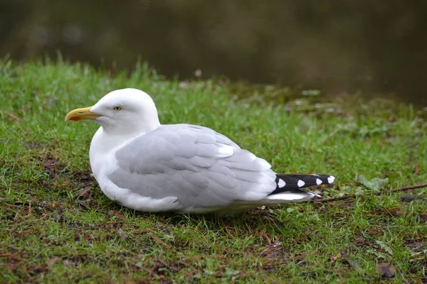 Den Enda Läskiga Måsen — Stockfoto