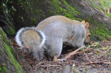Küçük gri sincap.