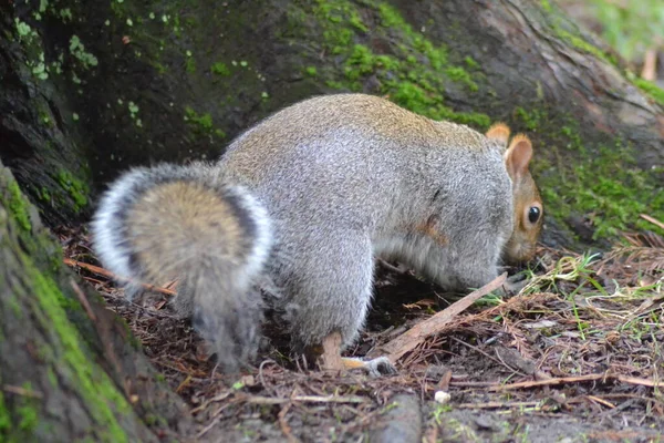 Küçük gri sincap.