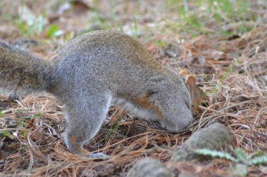 İşte sincap geliyor.