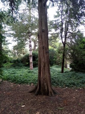 Ağaçların dünyası