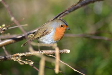 Kuşların dünyası