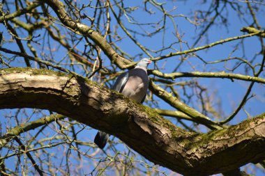 Kuşların dünyası