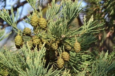 İşte ağaçlar geliyor.