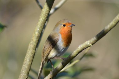 İşte Robin geliyor.