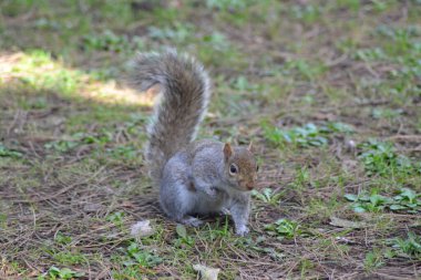 İşte hayvan geliyor.