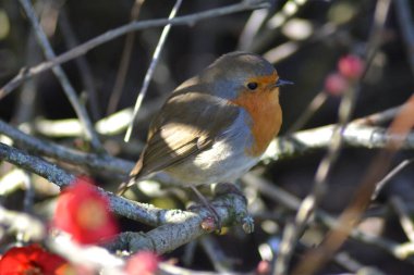 Robin şarkı söylüyor. 