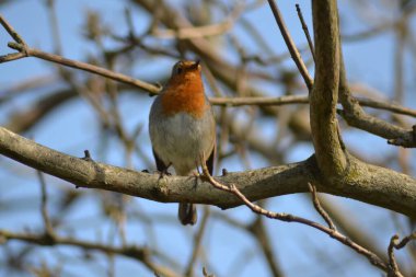 Robin şarkı söylüyor. 