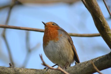 Robin şarkı söylüyor. 