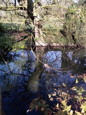 Ağaçlar ne kadar uzun