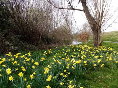 Çiçeklerin yaşamı 