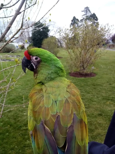 Renkli Bir Papağan — Stok fotoğraf