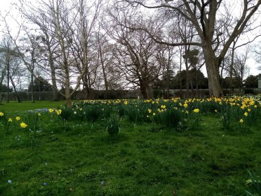 Çiçeklerin yaşamı