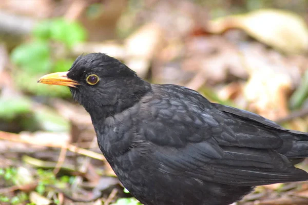 Vida Las Aves —  Fotos de Stock