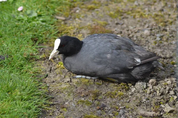 Fåglarnas Liv — Stockfoto