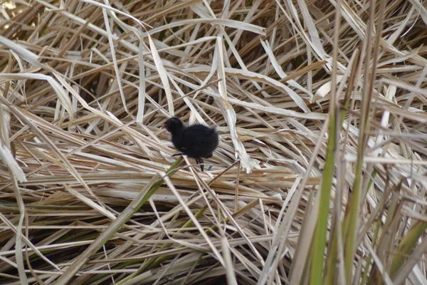 鳥の命は — ストック写真