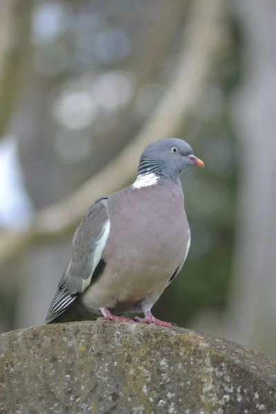 Vida Das Aves — Fotografia de Stock