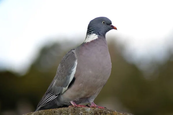 Fåglarnas Liv — Stockfoto