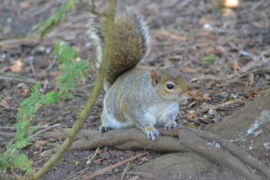 Sincapların hayatı.
