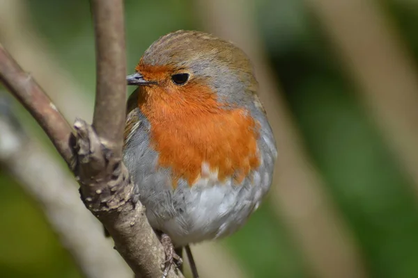 Vida Das Aves — Fotografia de Stock