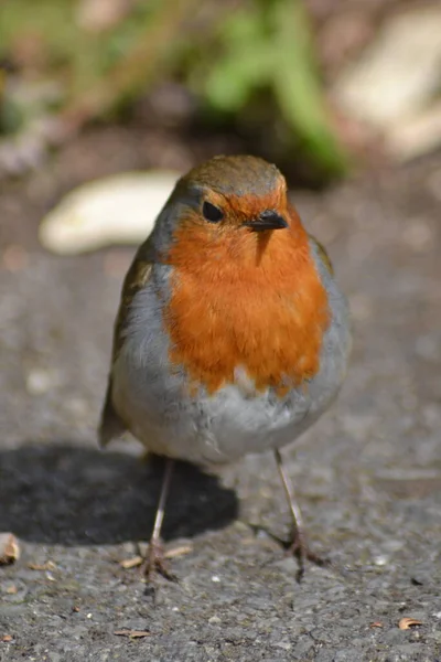 Das Leben Der Vögel — Stockfoto