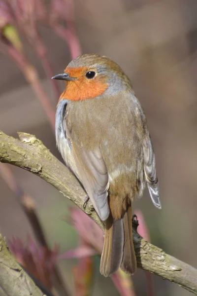 Vida Las Aves — Foto de Stock