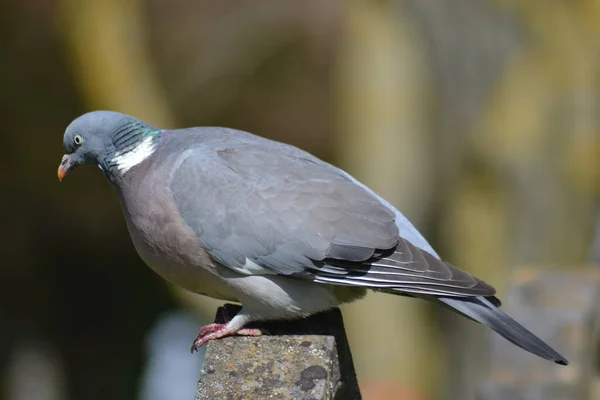 Fåglarnas Liv — Stockfoto