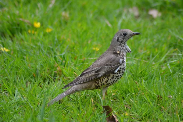 Vida Das Aves — Fotografia de Stock