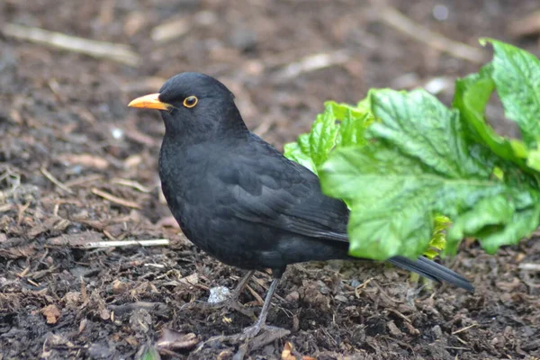 鳥の命は — ストック写真