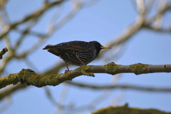 Vida Das Aves — Fotografia de Stock