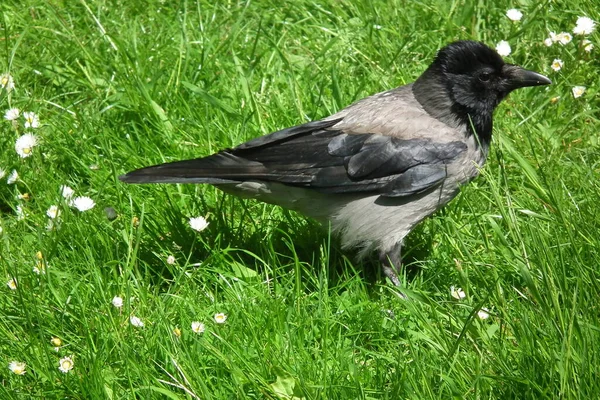 Fåglarnas Liv — Stockfoto