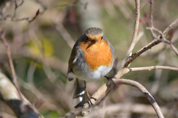 Het Leven Van Vogels — Stockfoto