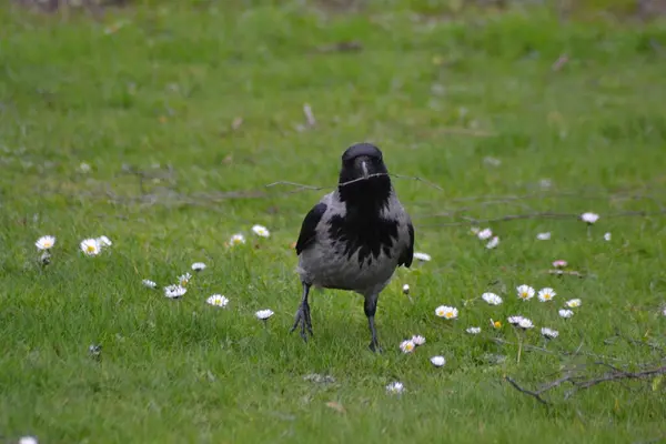 Fåglarnas Liv — Stockfoto