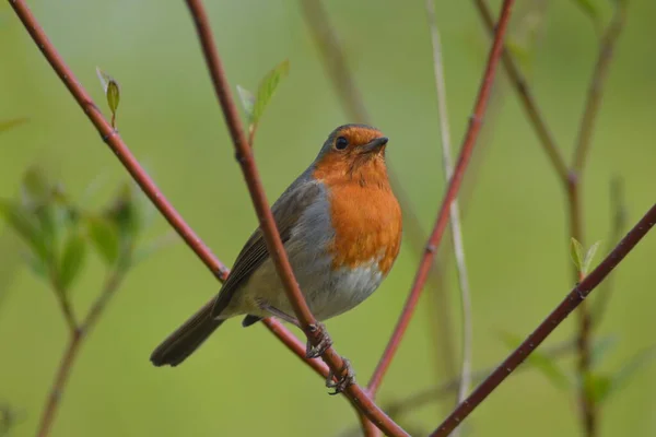 Vida Las Aves — Foto de Stock