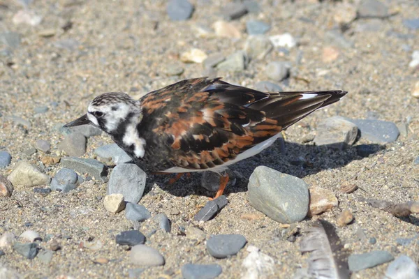 鳥の命は — ストック写真