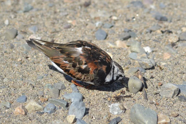 鳥の命は — ストック写真