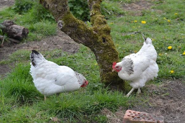 Fåglarnas Liv — Stockfoto