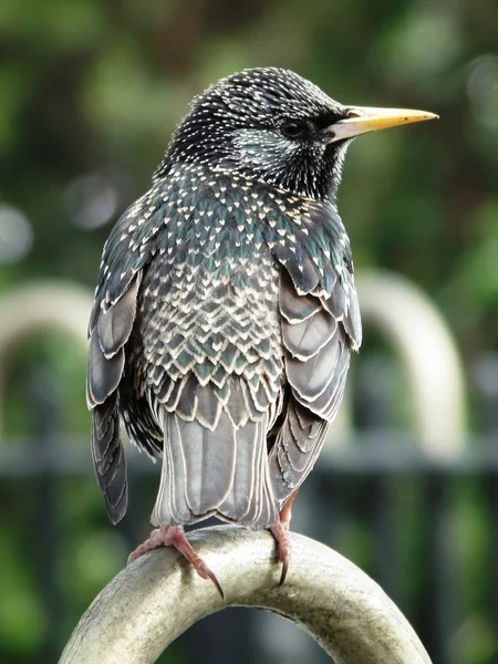 Starling — Stockfoto