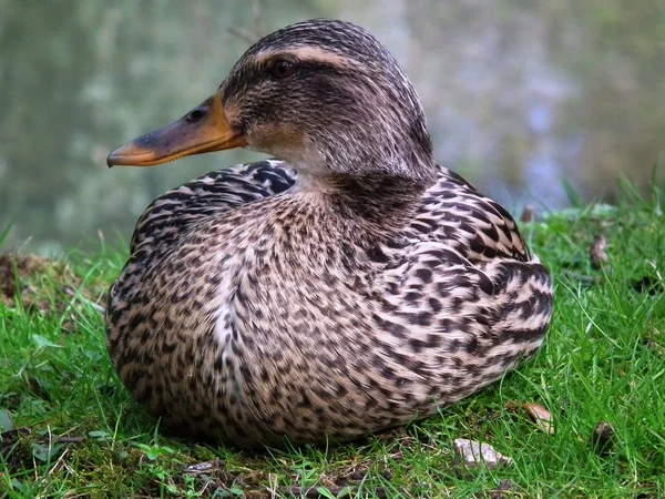 Restful mallard — Stock Photo, Image