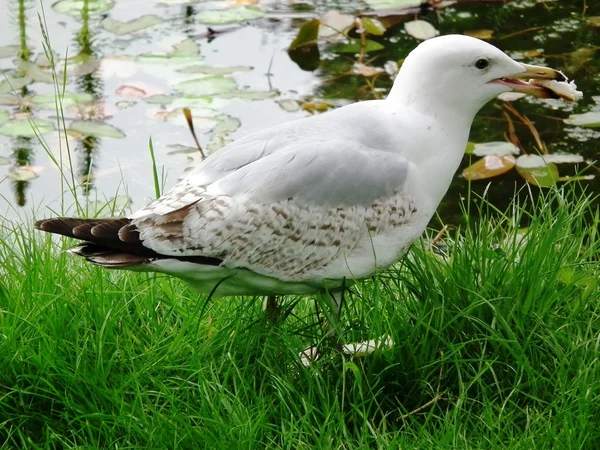 Restful mallard — Stock Photo, Image