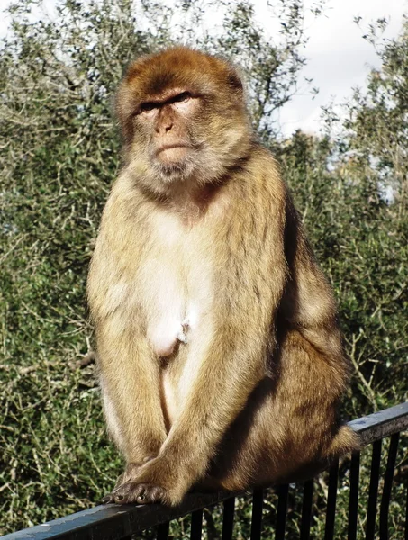 Gibralter aap — Stockfoto