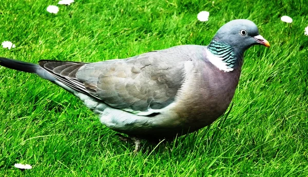 Pigeons — Stock Photo, Image