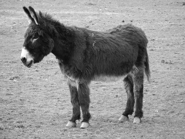 Donkey — Stock Photo, Image