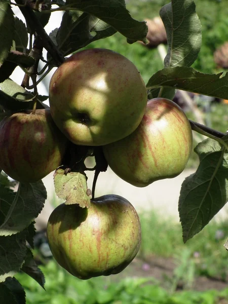 Manzanas — Foto de Stock