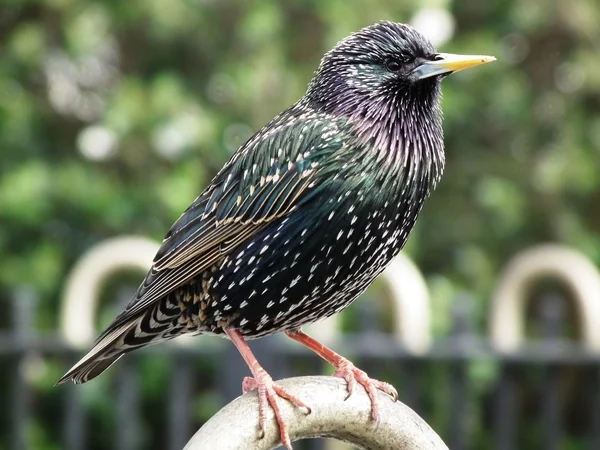 Starling — Stockfoto