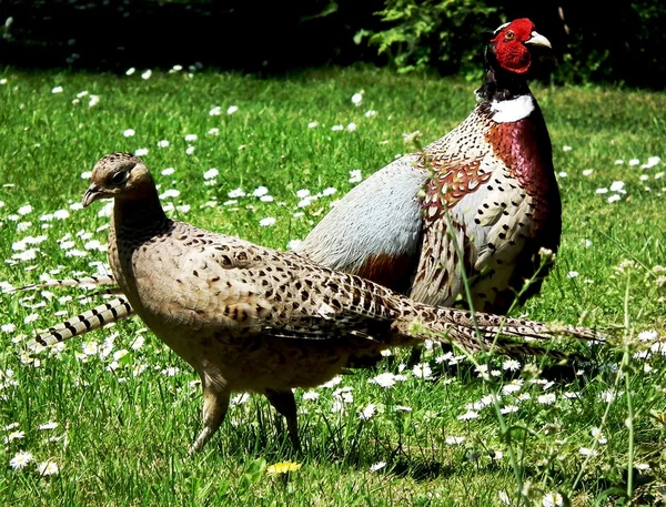 Pheasants — Stock fotografie