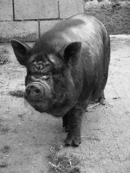Пестробрюхие свиньи — стоковое фото